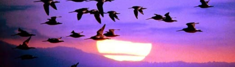 Feathers Sisters Press