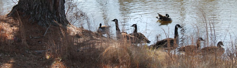 Feathers Sisters Press